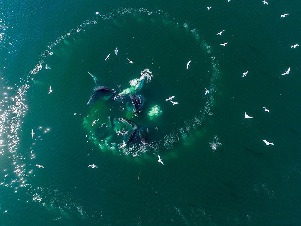 Alaska-Aerial view of Humpback Whales lunging at surface of Frederick Sound while bubble net feeding